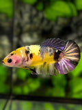 Yellow Koi Copper Galaxy HMPK Betta Fish Female For Sorority / Breed #YKG