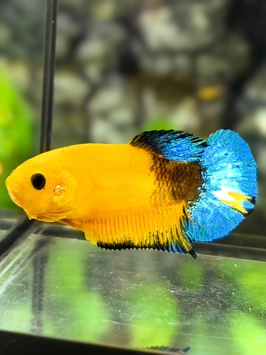 Yellow Hellboy Blue Tail HMPK Betta Fish Female For Sorority / Breed