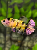 Yellow Koi Purple Gold Galaxy HMPK Betta Fish Female For Sorority / Breed #YKG