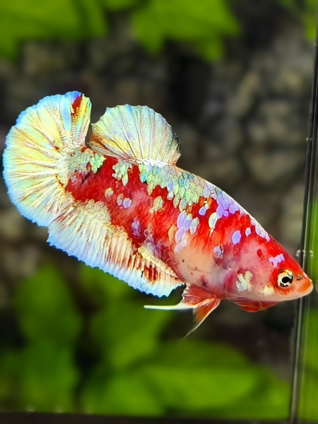 Red Barongsai Galaxy HMPK Betta Fish Female For Sorority / Breed