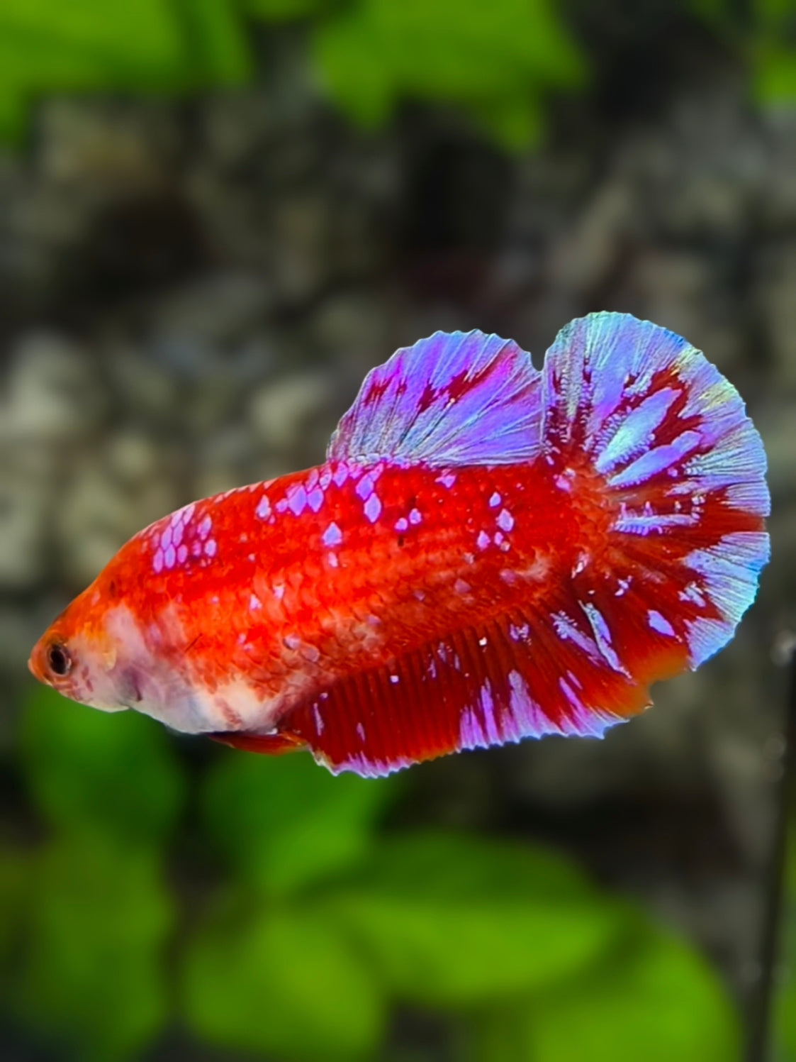 Red Purple Galaxy HMPK Betta Fish Female For Sorority / Breed