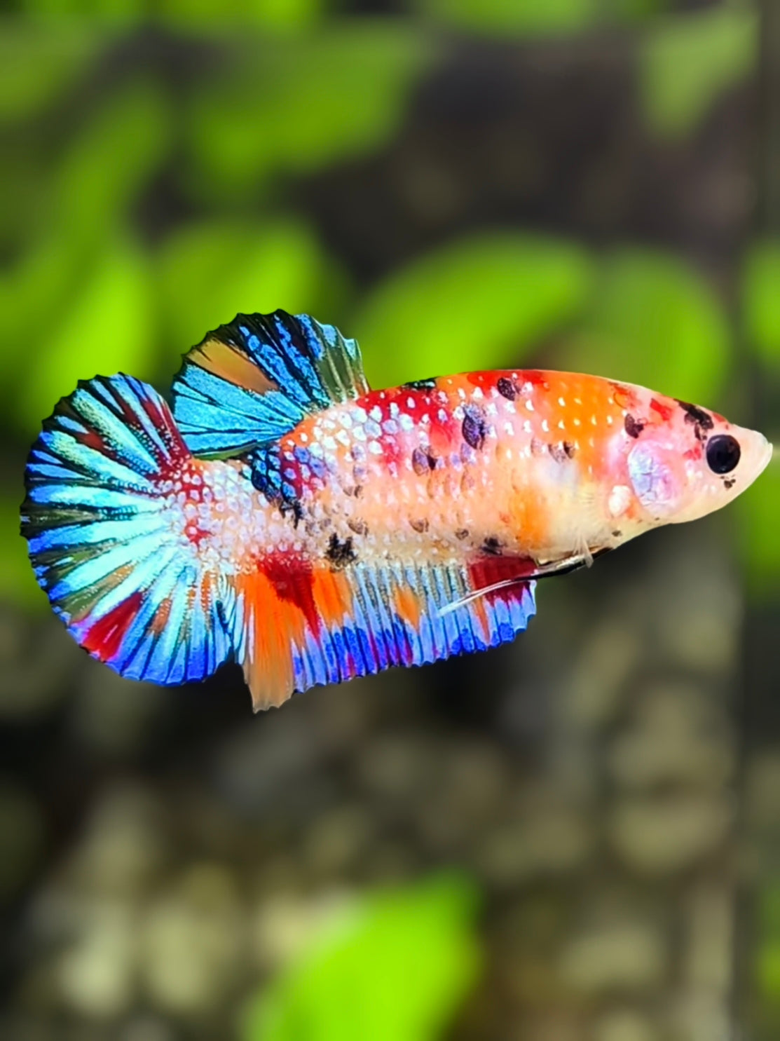 Multicolor Metalic HMPK Betta Fish Female For Sorority / Breed