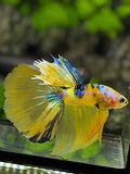 Yellow Koi Gold Galaxy Halfmoon Betta Fish Male #YKG