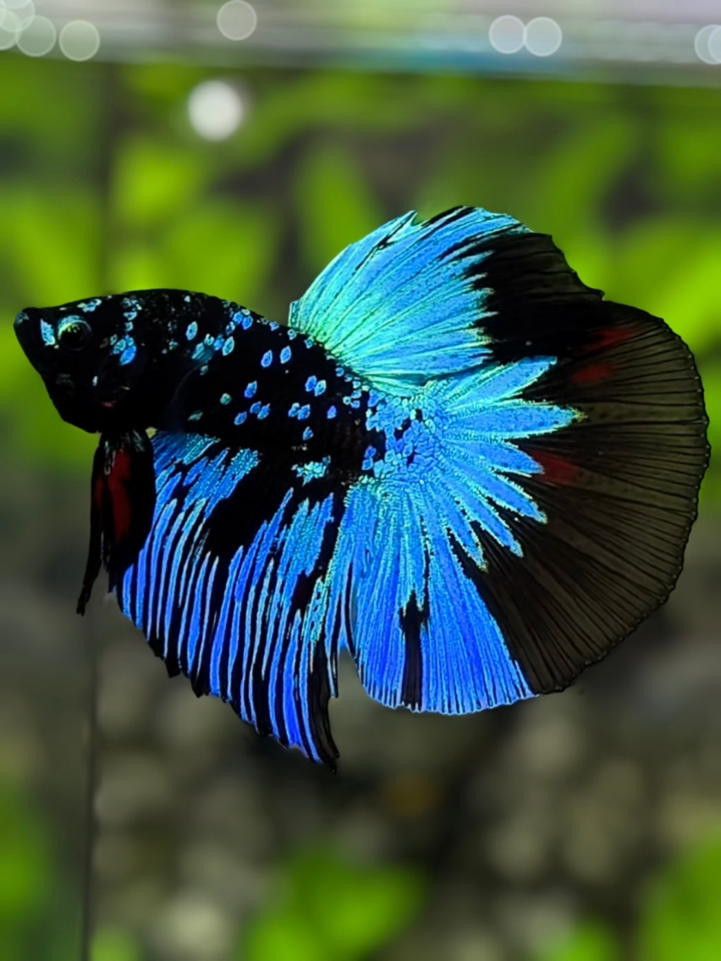 Avatar Blackstar Turquoise Halfmoon Betta Fish Male