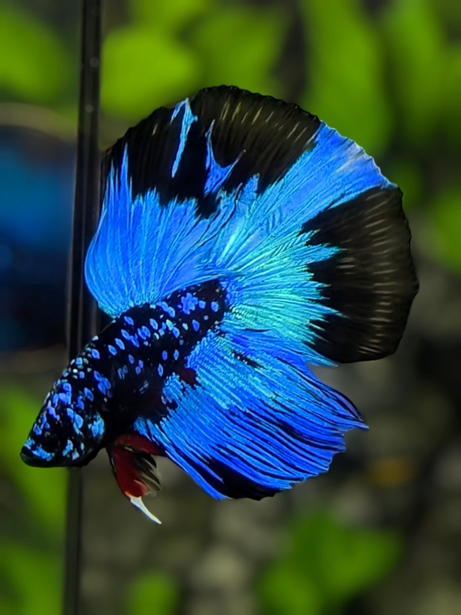 Avatar Blackstar Blue Turquoise Halfmoon Betta Fish Male