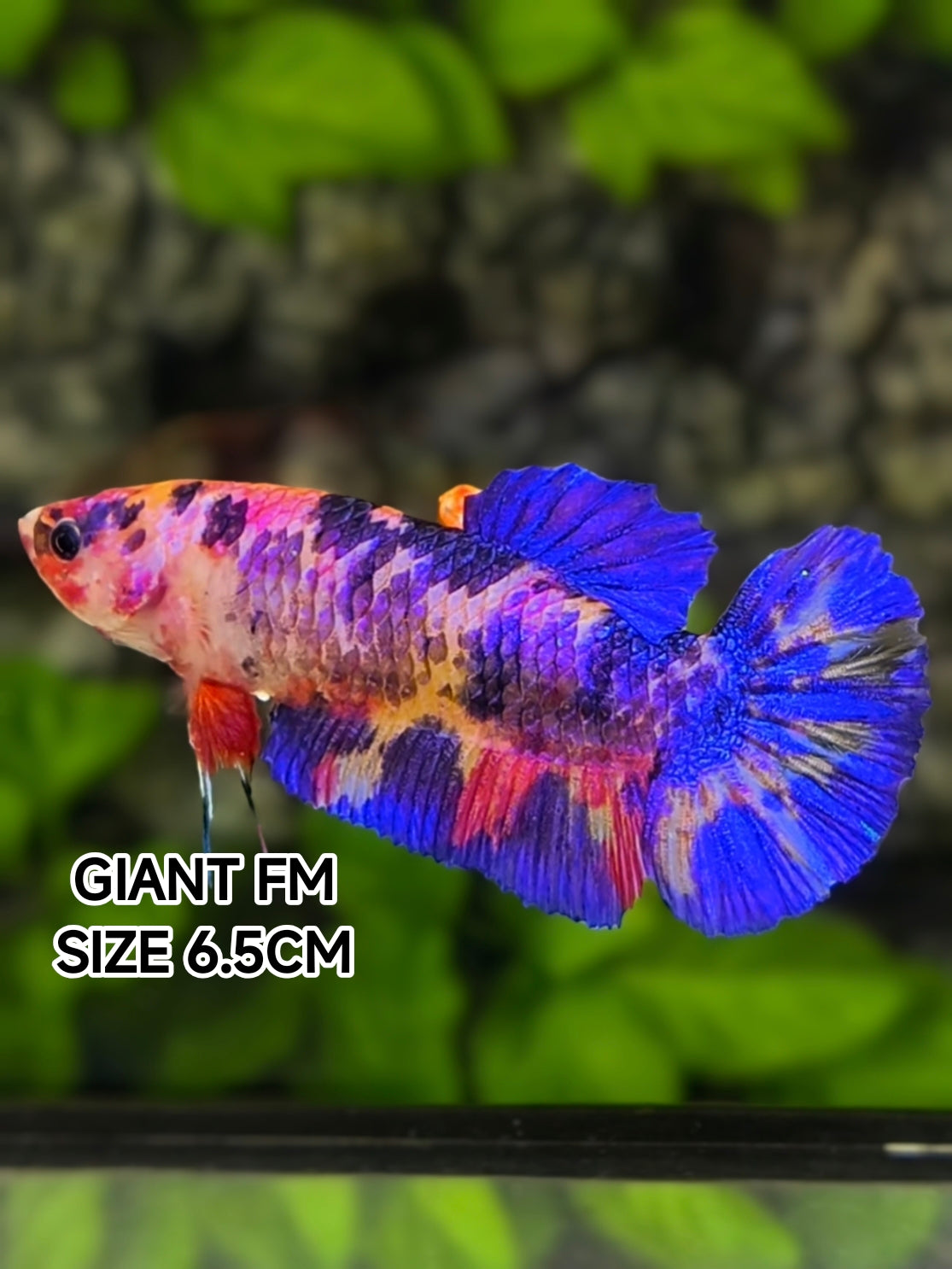 Multicolor Candy JUMBO GIANT HMPK Betta Fish Female