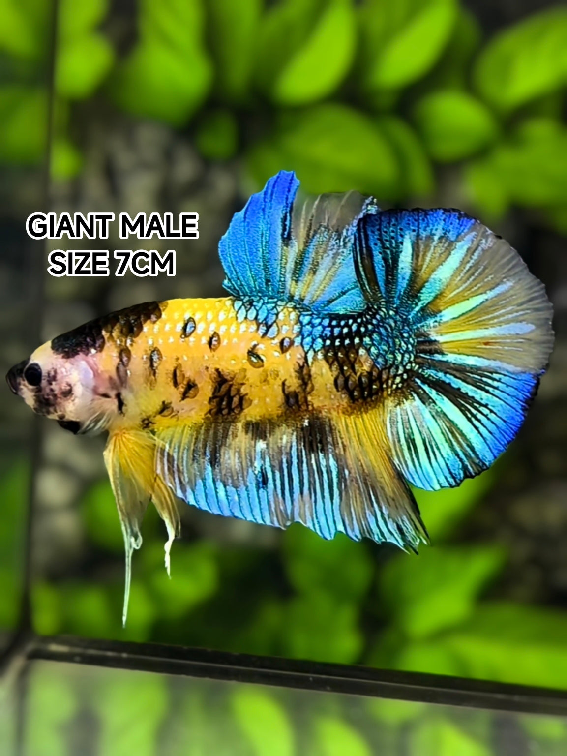 Yellow Koi Tiger Metalic JUMBO GIANT HMPK Betta Fish Male