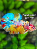 Multicolor Galaxy JUMBO GIANT Over HMPK Betta Fish Male