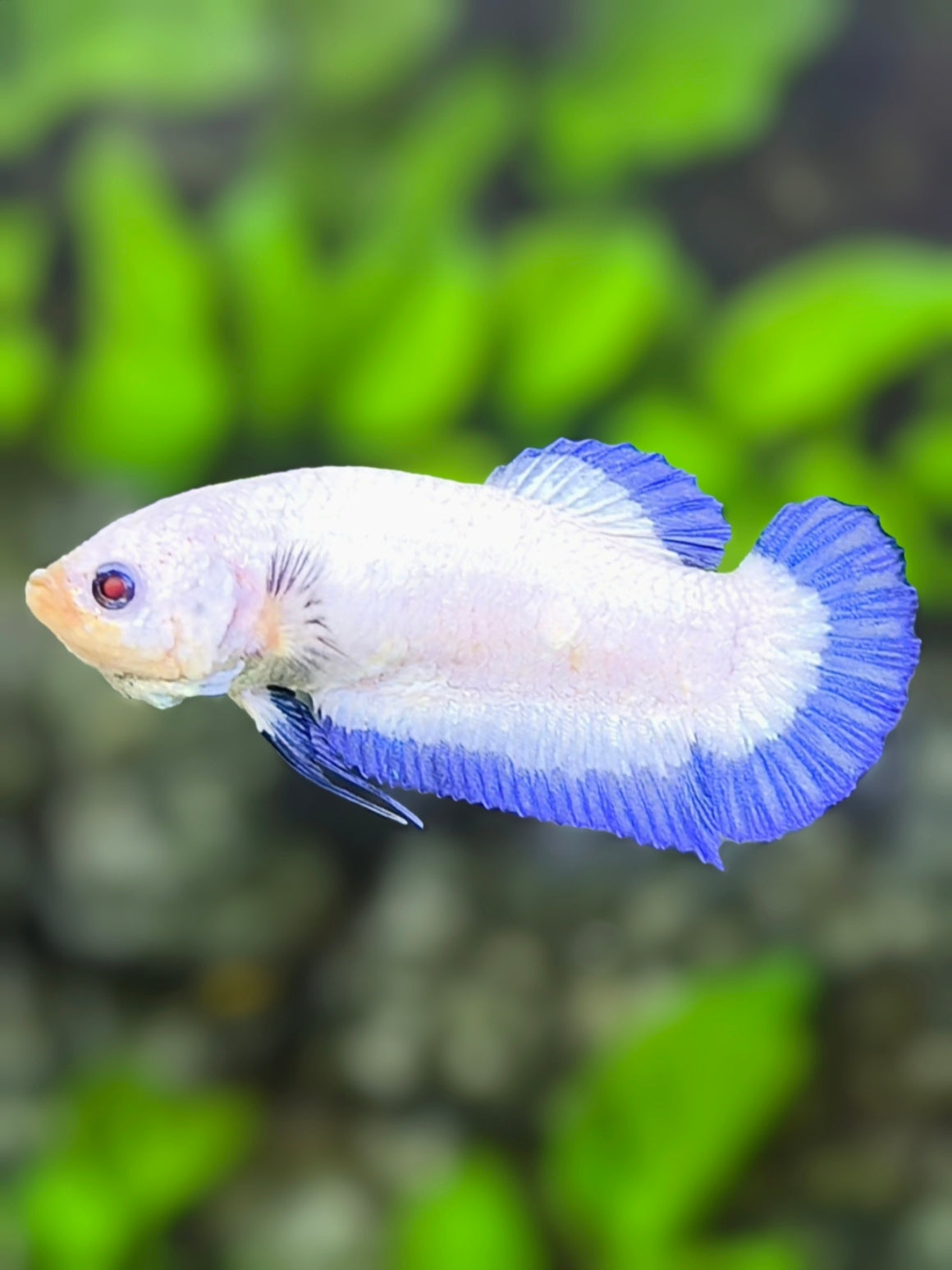 Blue Rim Butterfly HMPK Betta Fish Female For Sorority / Breed
