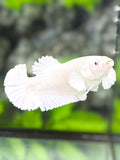 Solid Platinum White Over HMPK Betta Fish Female For Sorority / Breed