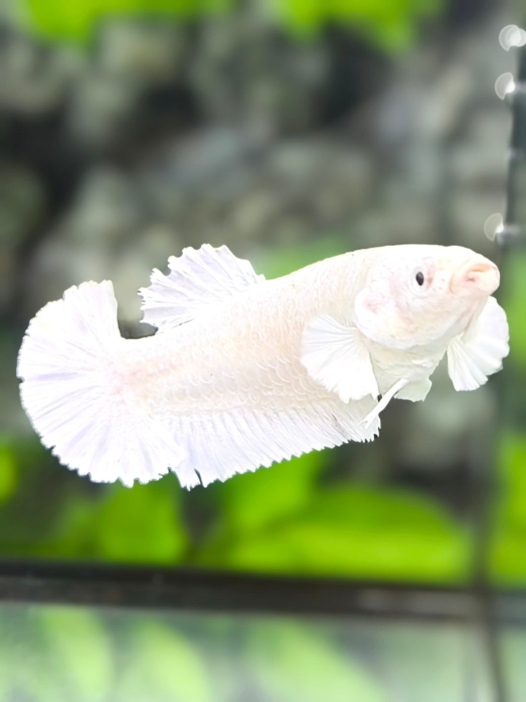 Solid Platinum White Over HMPK Betta Fish Female For Sorority / Breed
