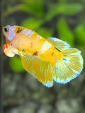 Yellow Koi Galaxy Halfmoon Betta Fish Female For Sorority / Breed