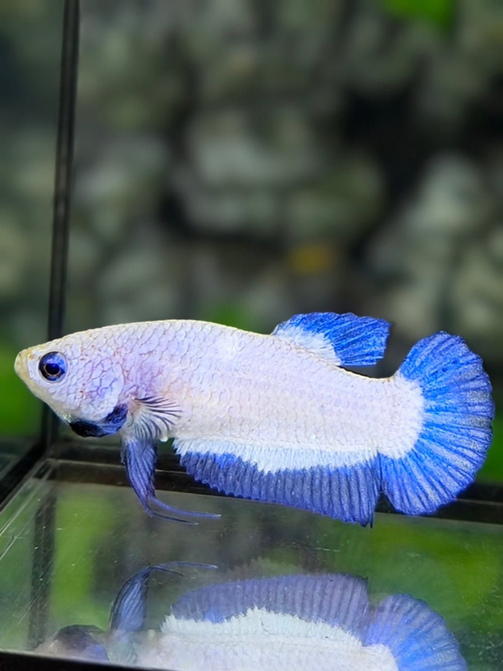 Blue Rim Butterfly HMPK Betta Fish Female For Sorority / Breed