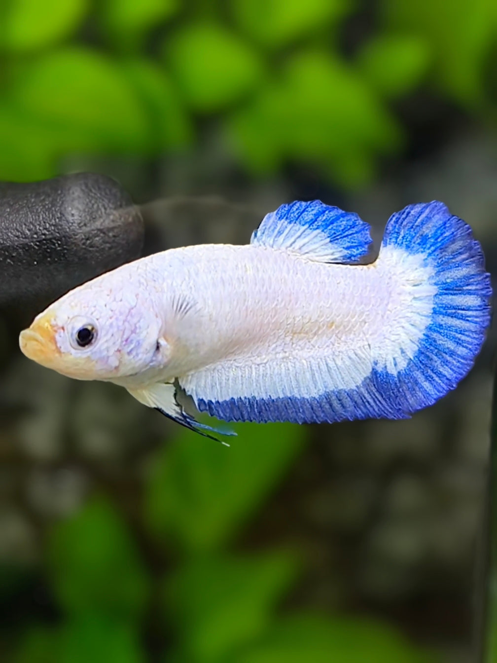 Blue Rim Butterfly HMPK Betta Fish Female For Sorority / Breed