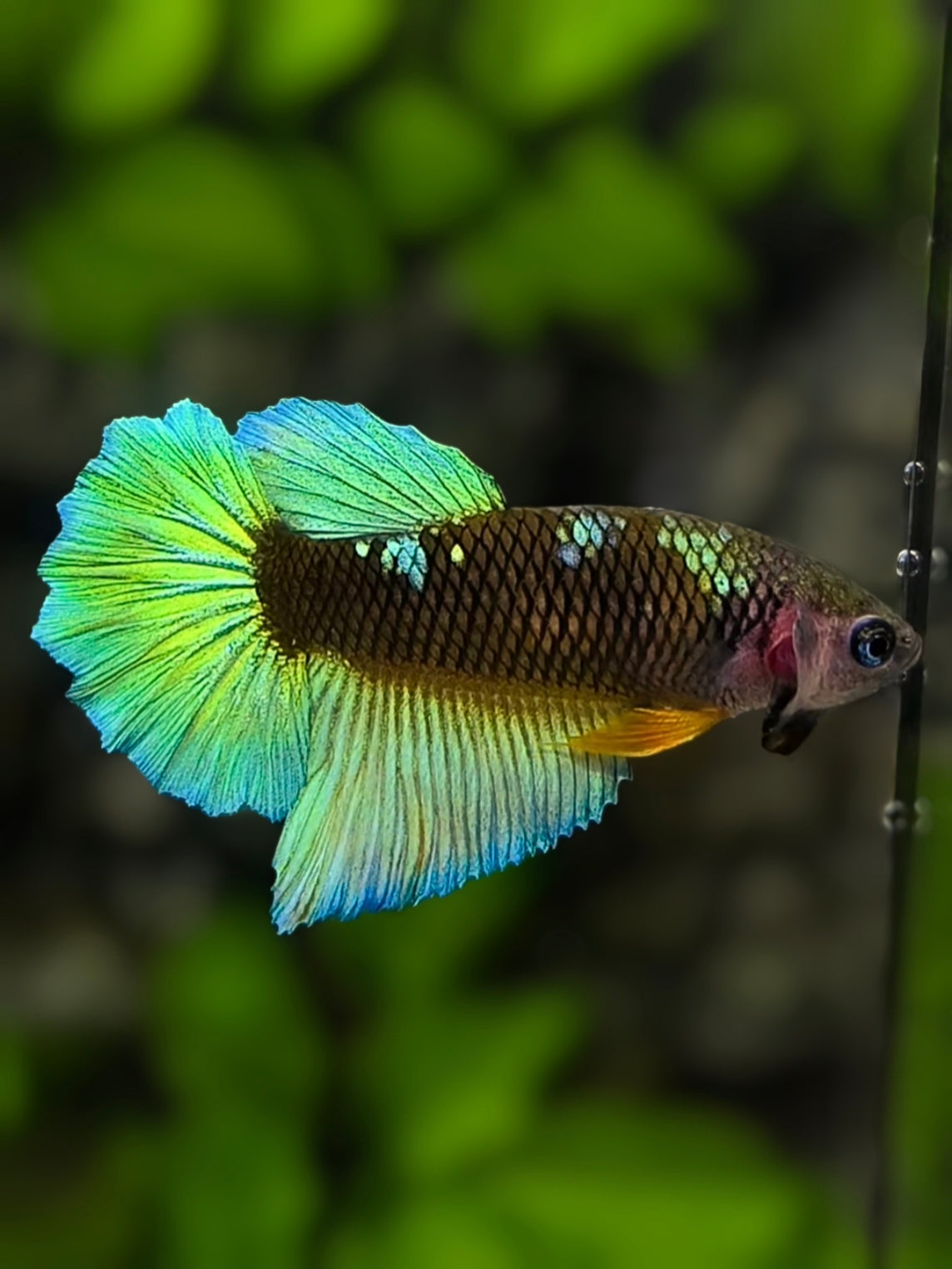 Avatar Blackstar Green Halfmoon Betta Fish Female For Sorority / Breed