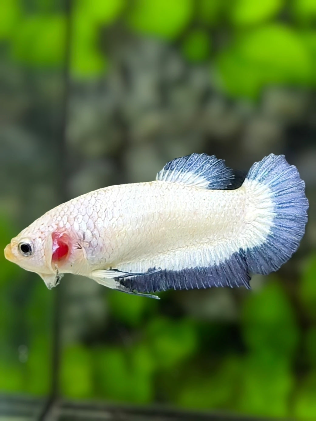Steel Blue Rim Butterfly HMPK Betta Fish Female For Sorority / Breed