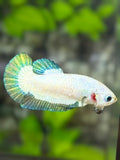 Green Rim Butterfly HMPK Betta Fish Female For Sorority / Breed