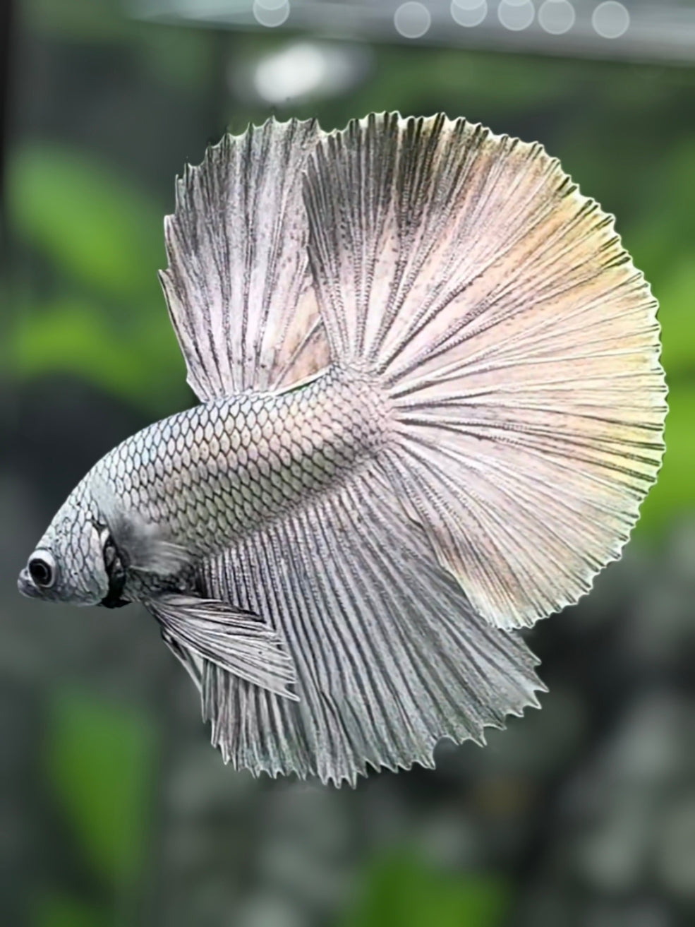 Solid Silver Copper Halfmoon Betta Fish Male