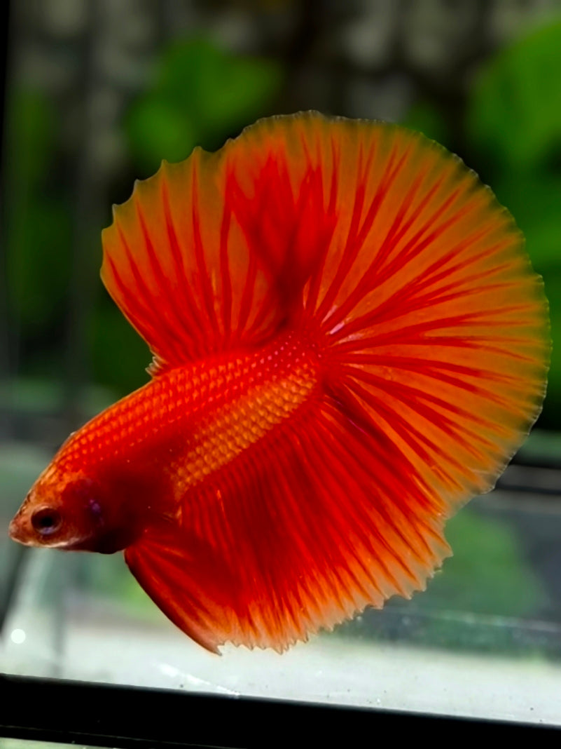Junior Solid Super Red Halfmoon Betta Fish Male