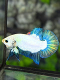 Turquoise Blue Rim Butterfly HMPK Betta Fish Male
