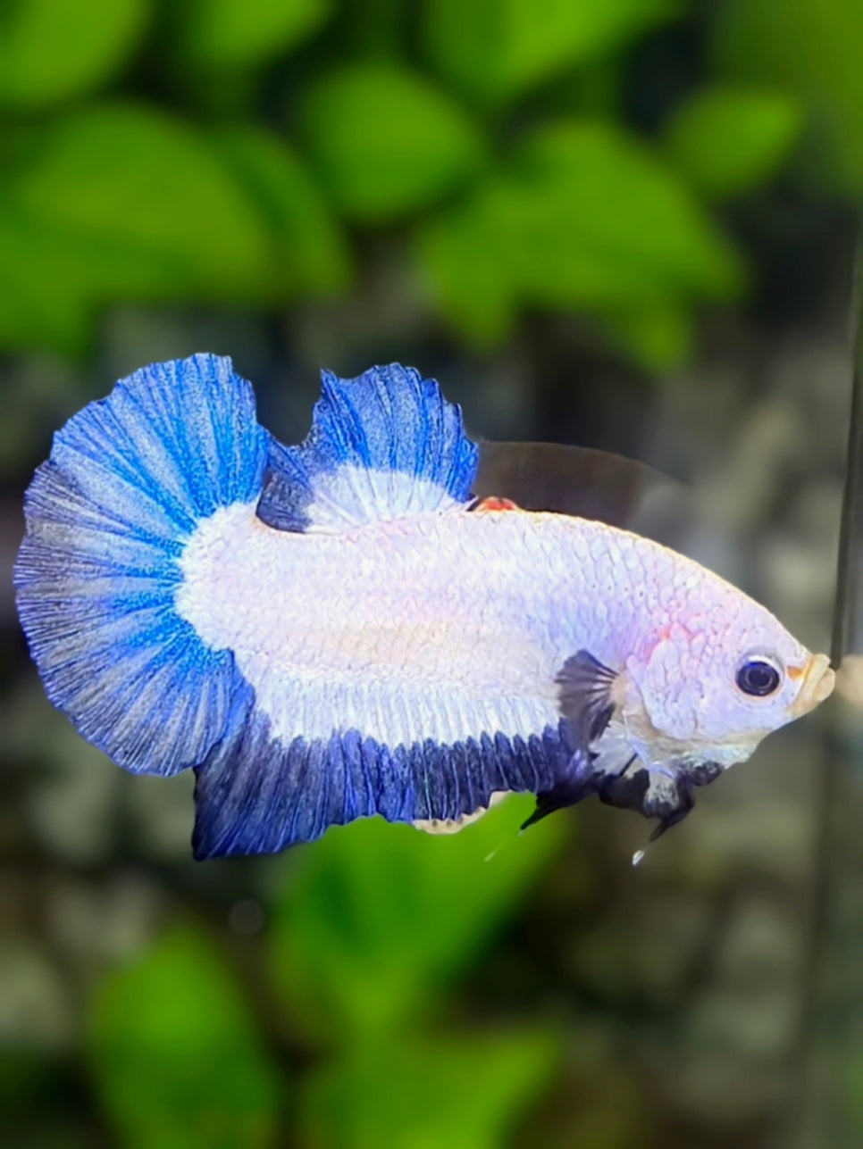 Blue Rim Butterfly HMPK Betta Fish Male