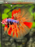 Multicolor Leopard Candy Halfmoon Betta Fish Male