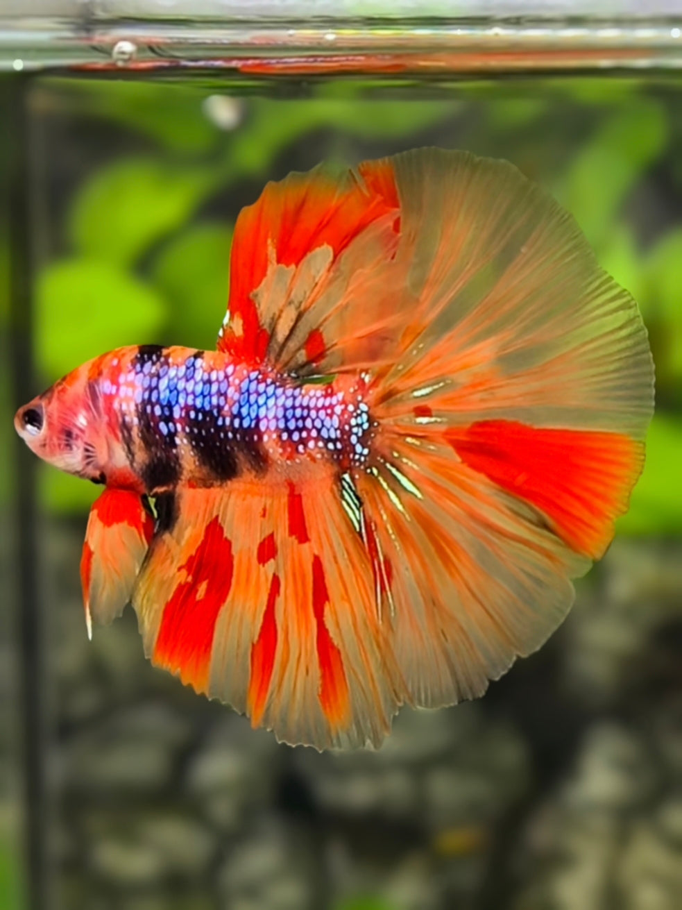 Multicolor Leopard Candy Halfmoon Betta Fish Male