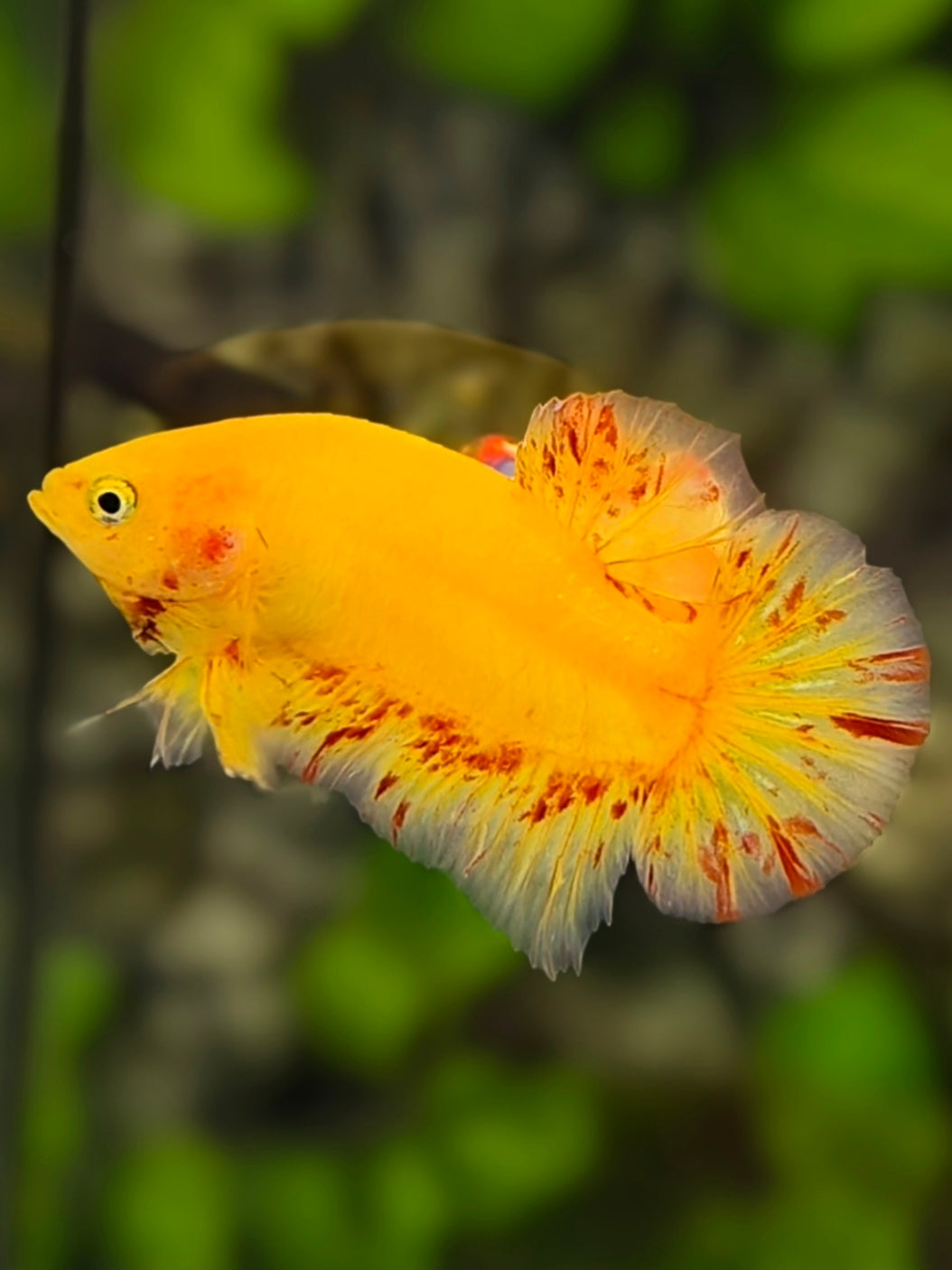 Yellow Vanda HMPK Betta Fish Male