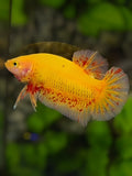 Yellow Vanda HMPK Betta Fish Male