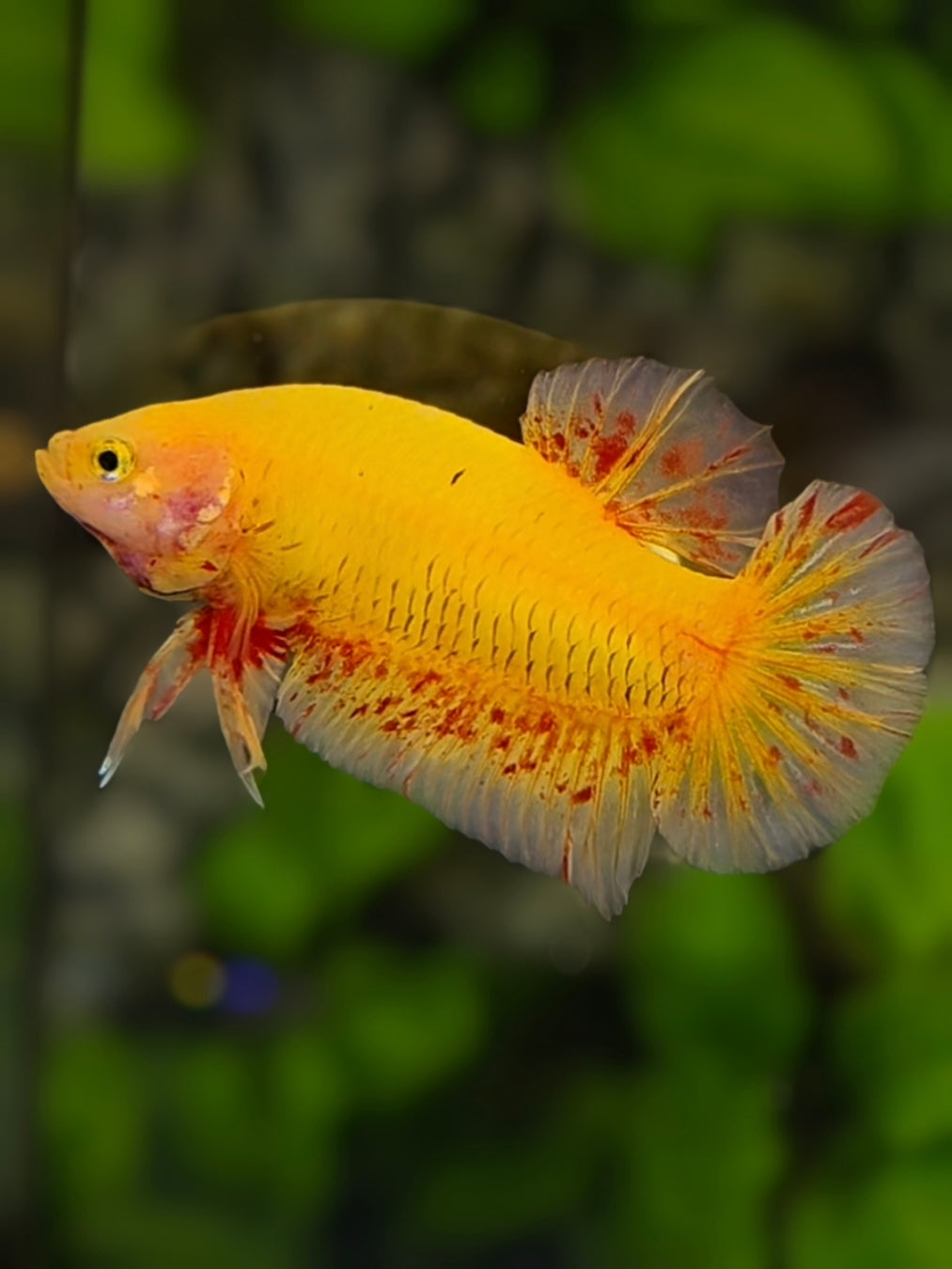 Yellow Vanda HMPK Betta Fish Male