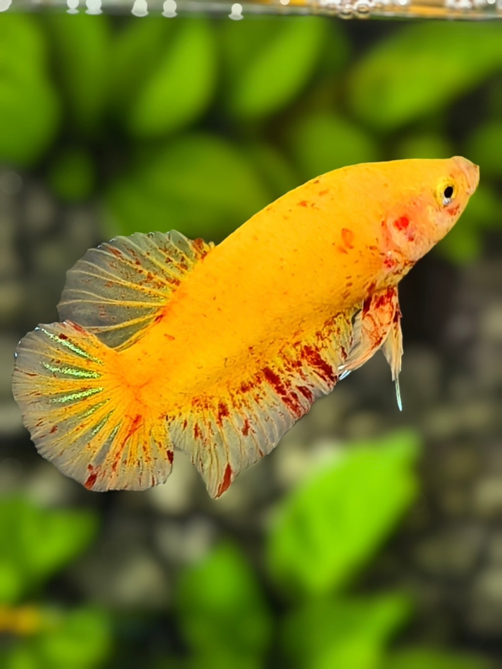 Yellow Vanda HMPK Betta Fish Male