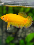 Yellow Vanda HMPK Betta Fish Male