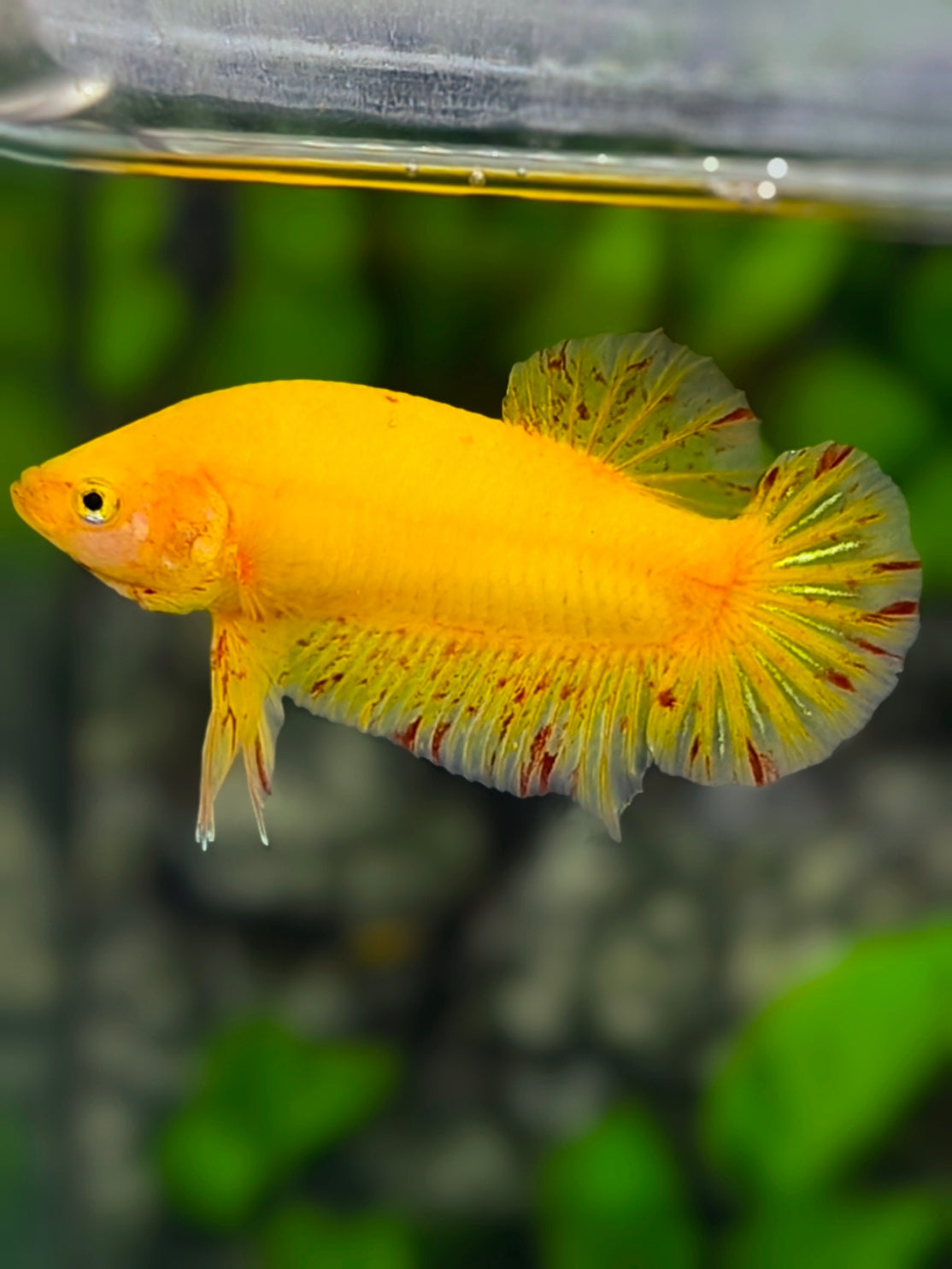 Yellow Vanda HMPK Betta Fish Male