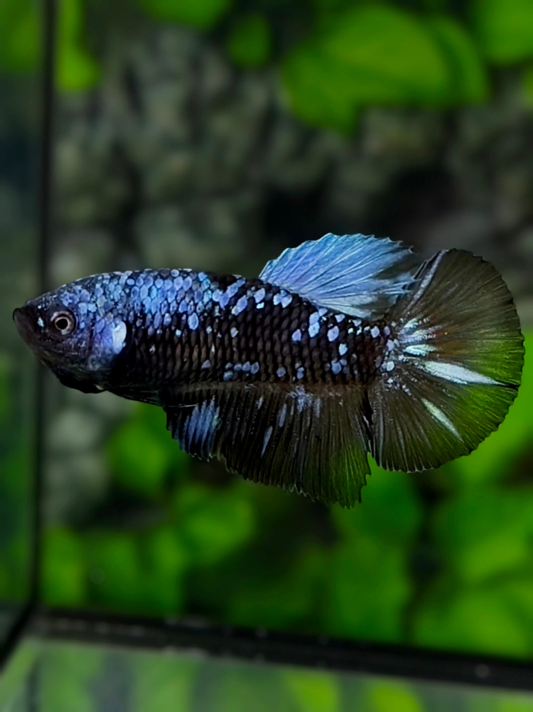 Avatar Blackstar Grey Halfmoon Betta Fish Female For Sorority / Breed