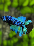 Avatar Blackstar Turquoise Halfmoon Betta Fish Female For Sorority / Breed
