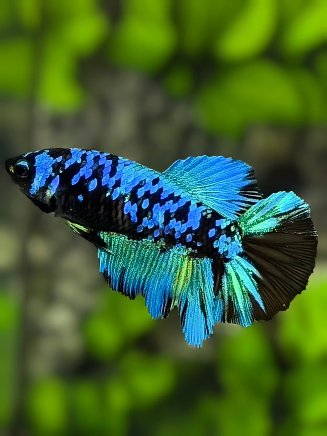 Avatar Blackstar Turquoise Halfmoon Betta Fish Female For Sorority / Breed