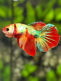 Multicolor Metalic Candy Halfmoon Betta Fish Female For Sorority / Breed