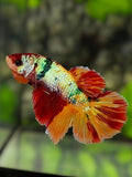 Multicolor Candy Leopard Halfmoon Betta Fish Female For Sorority / Breed