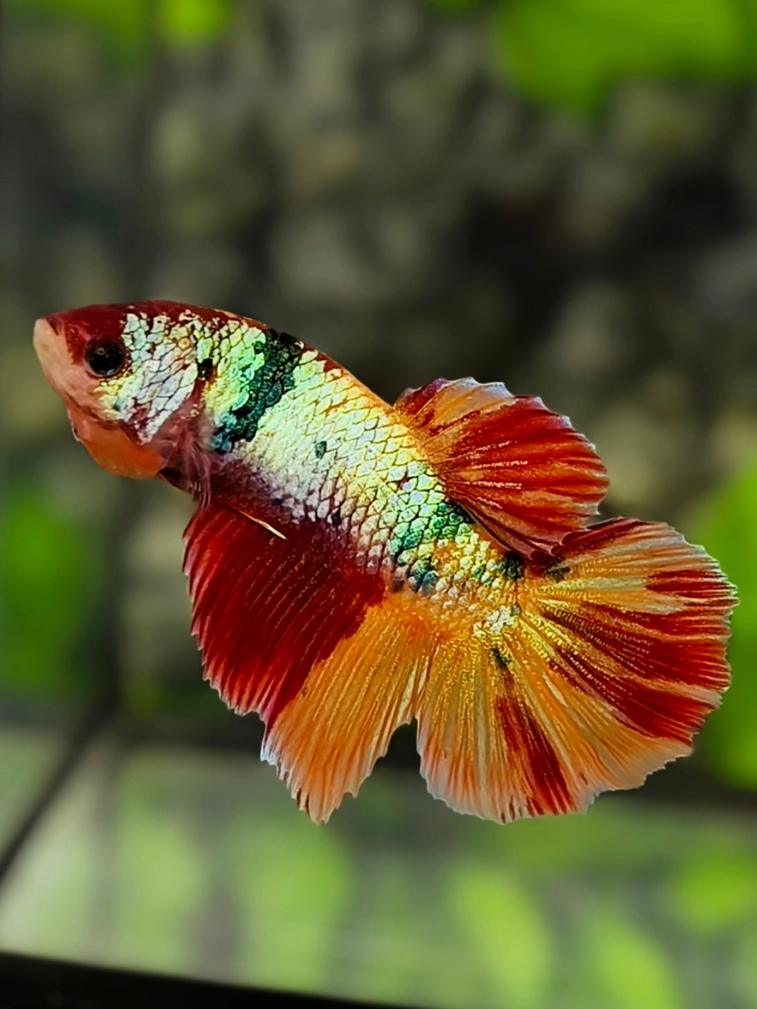 Multicolor Candy Leopard Halfmoon Betta Fish Female For Sorority / Breed
