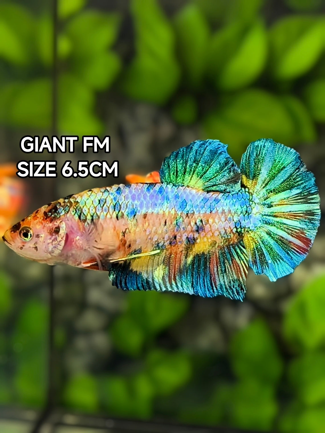 Multicolor Green Metalic JUMBO GIANT HMPK Betta Fish Female