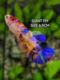 Multicolor Galaxy JUMBO GIANT HMPK Betta Fish Female