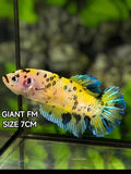 Yellow Tiger Koi Metalic JUMBO GIANT HMPK Betta Fish Female