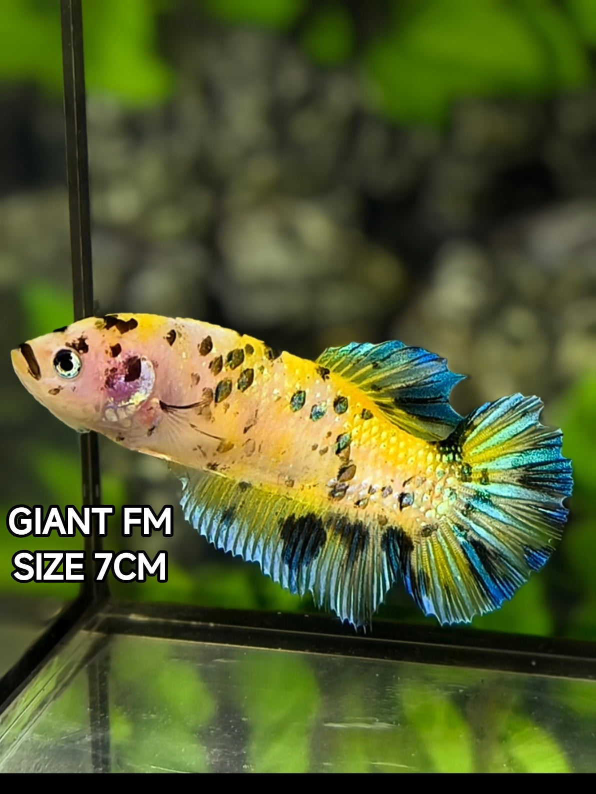 Yellow Tiger Koi Metalic JUMBO GIANT HMPK Betta Fish Female