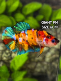 Multicolor Galaxy JUMBO GIANT HMPK Betta Fish Female