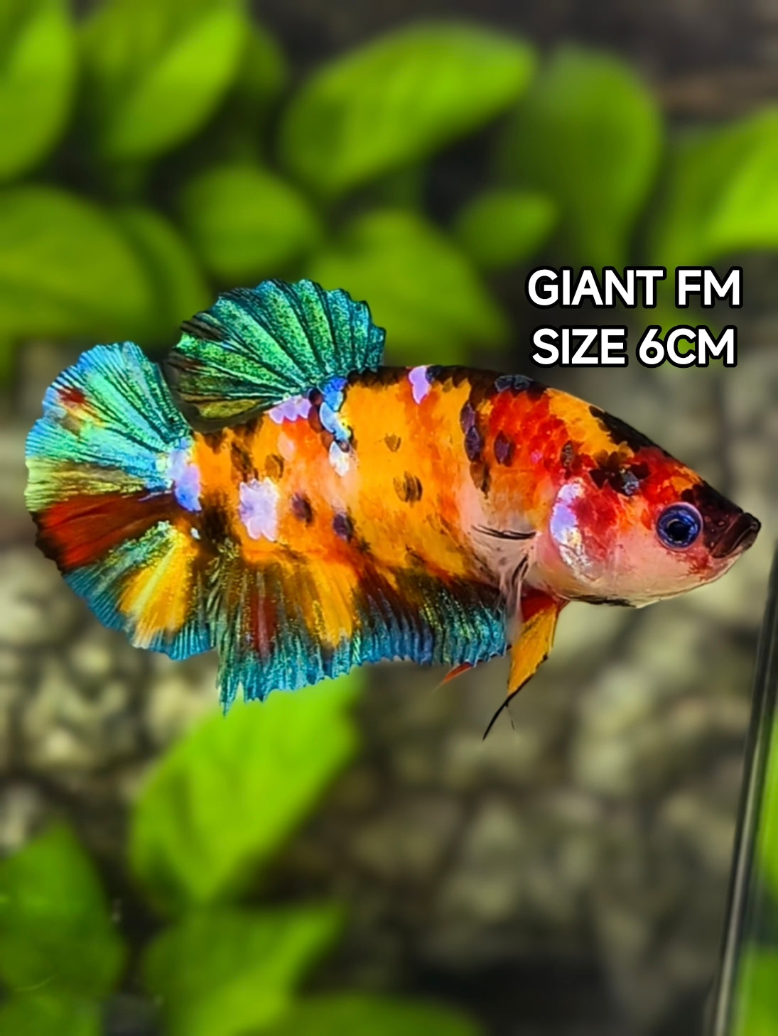 Multicolor Galaxy JUMBO GIANT HMPK Betta Fish Female