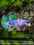 Multicolor Candy JUMBO GIANT HMPK Betta Fish Female