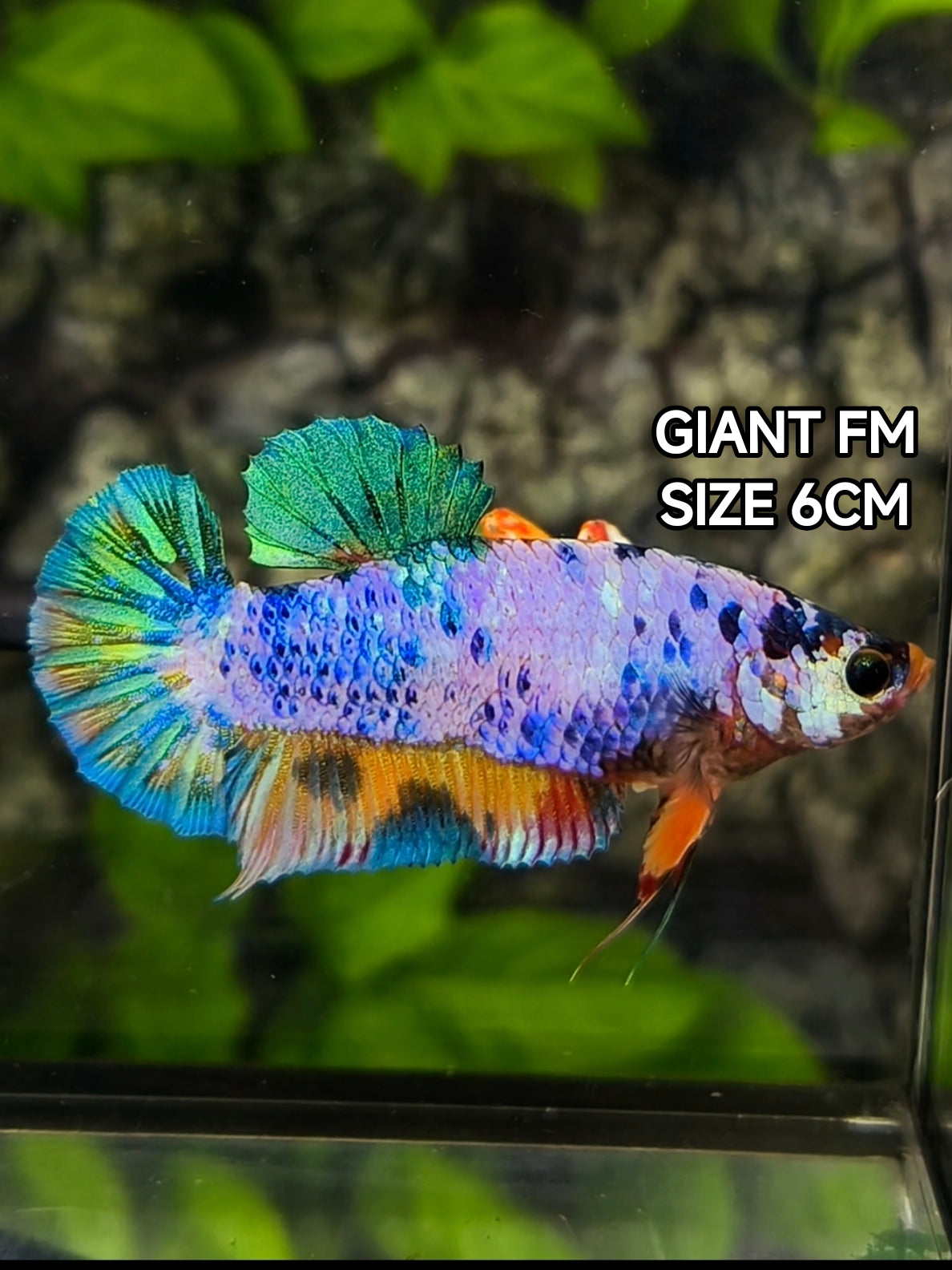 Multicolor Candy JUMBO GIANT HMPK Betta Fish Female