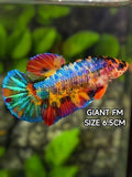 Multicolor JUMBO GIANT HMPK Betta Fish Female