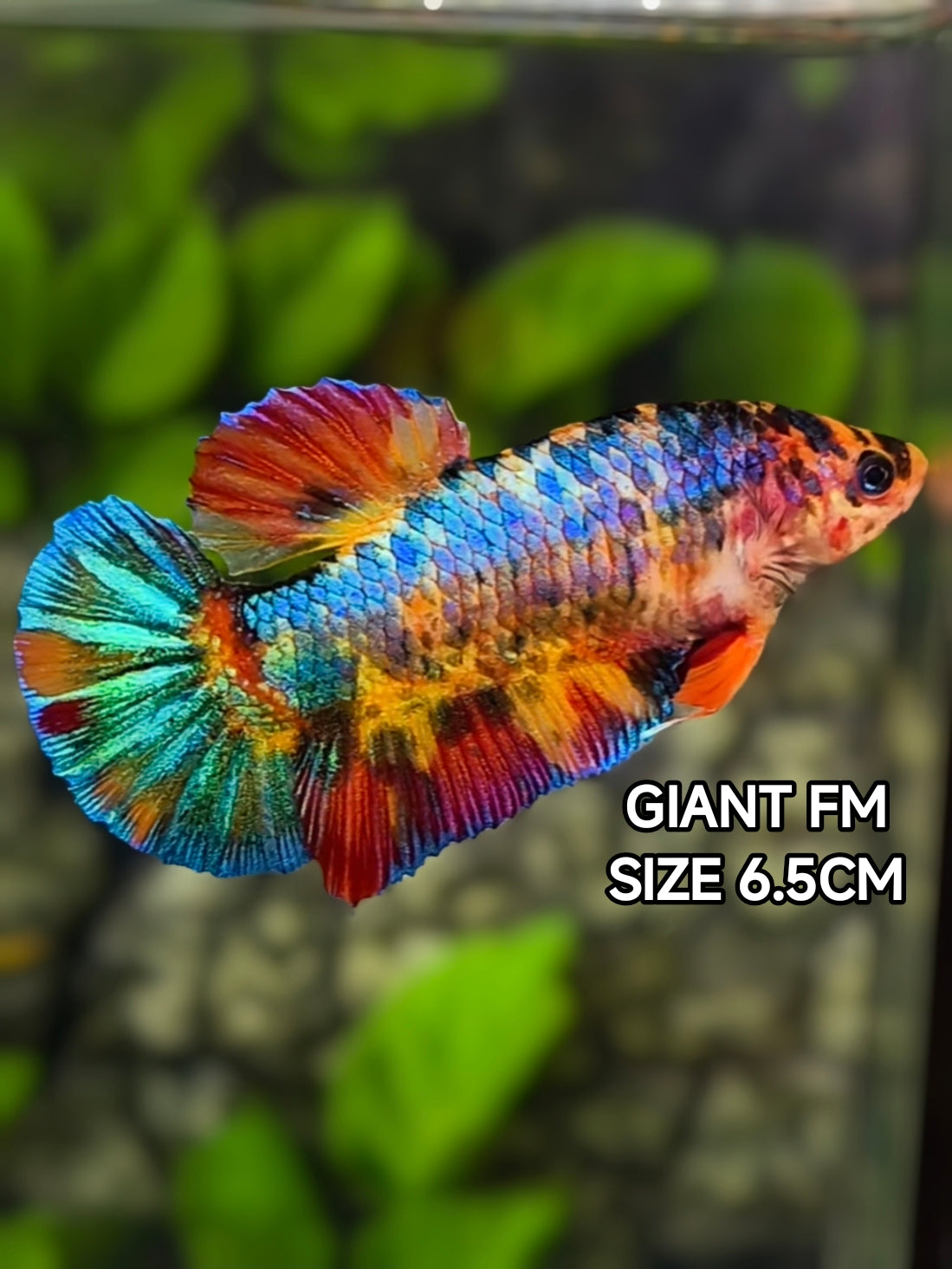 Multicolor JUMBO GIANT HMPK Betta Fish Female