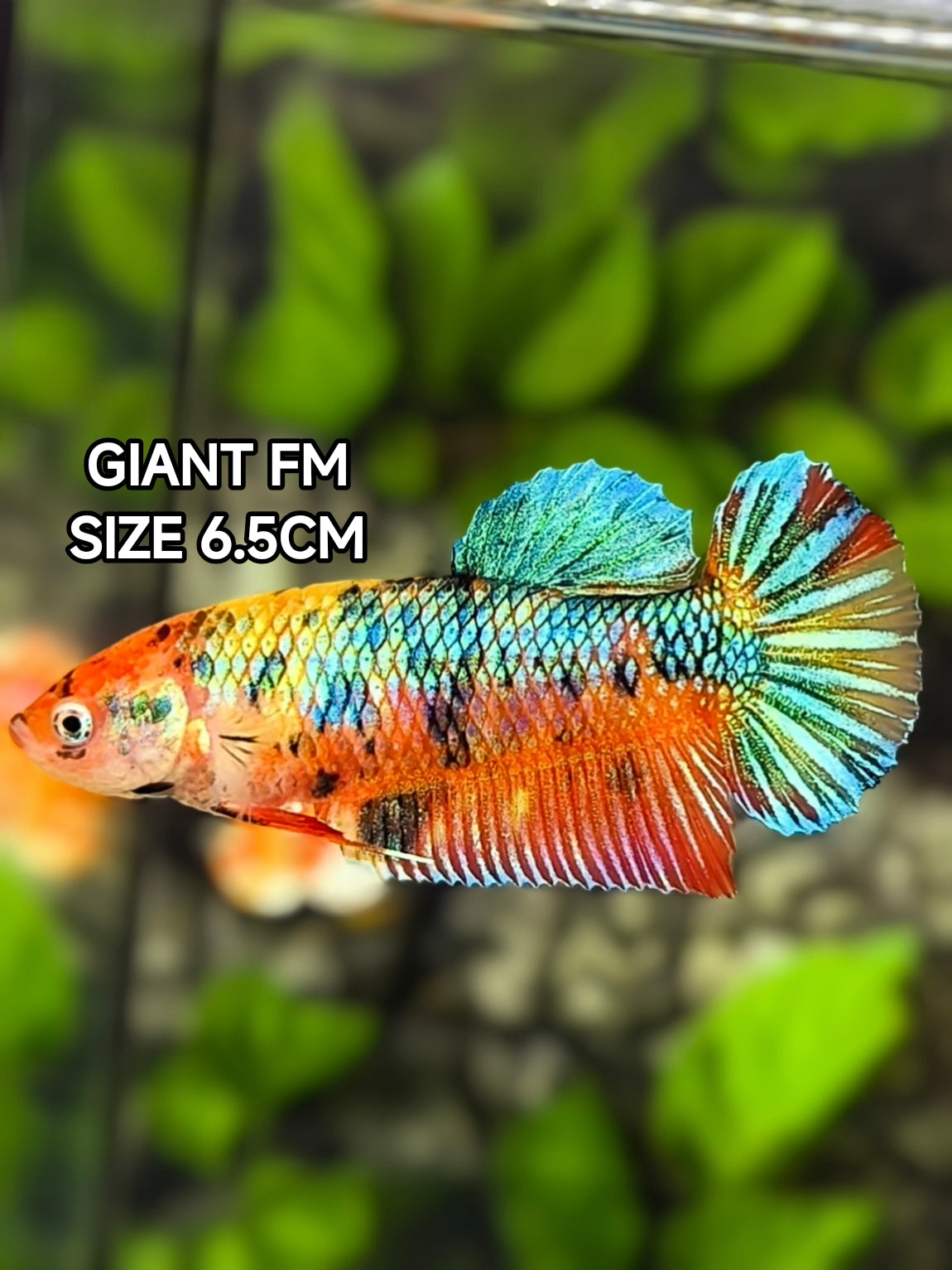 Multicolor Metalic JUMBO GIANT HMPK Betta Fish Female